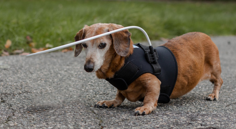 Senior dachshund needing assistance with a sight aid for pets with changing eyesight and vision loss