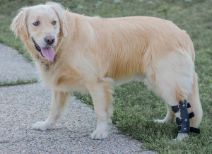 Walkin' Hock splint for dog back leg sprain