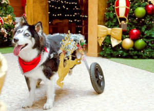 Having a happy holiday with a paralyzed dog in a wheelchair