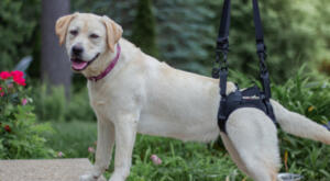 Mila, a Yellow Lab is in her Walkin' Lift rear harness to help her stand