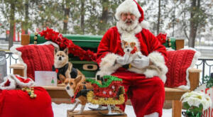 Santa posing with three disabled small dogs - Calming an anxious dog during the holidays
