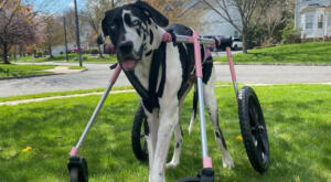 Olive, a Great Dane in her pink quad Walkin' Pets wheelchair