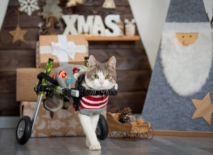 cat wheelchair at christmas