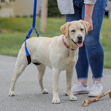 Labrador Retriever uses rear support leash for hind leg support