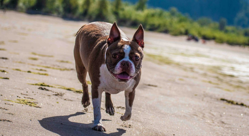 Boston Terrier Health Problems | What Every Boston Parent Should Know