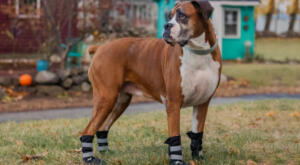 Bella, a Boxer is wearing Walkin' Pets pet boots to protect dry cracked paws