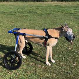 Dog wheelchair for Great Dane