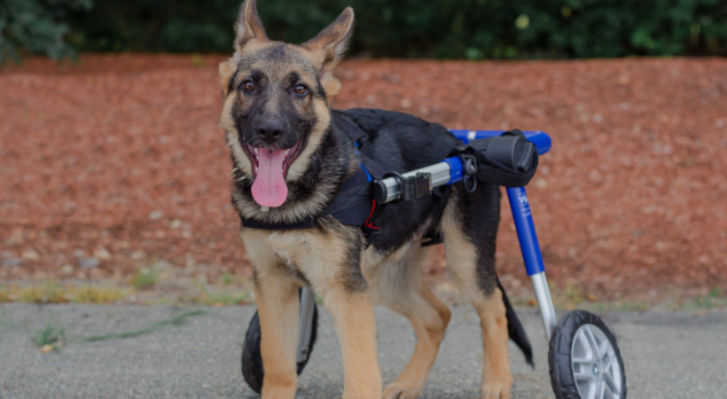 Floyd, a German Shepard puppy with degenerative myelopathy is happy that he is able to play like a puppy with his properly fitted wheelchair