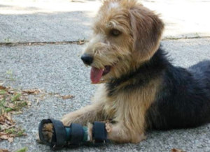 small to medium size dog in a Walkin' Pets front leg splint