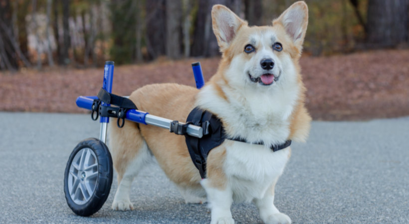 Lilly is our Corgi model for this article. She is in a properly fitted Walkin' Wheels wheelchair