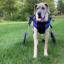 Great Dane wears special dog wheelchair harness