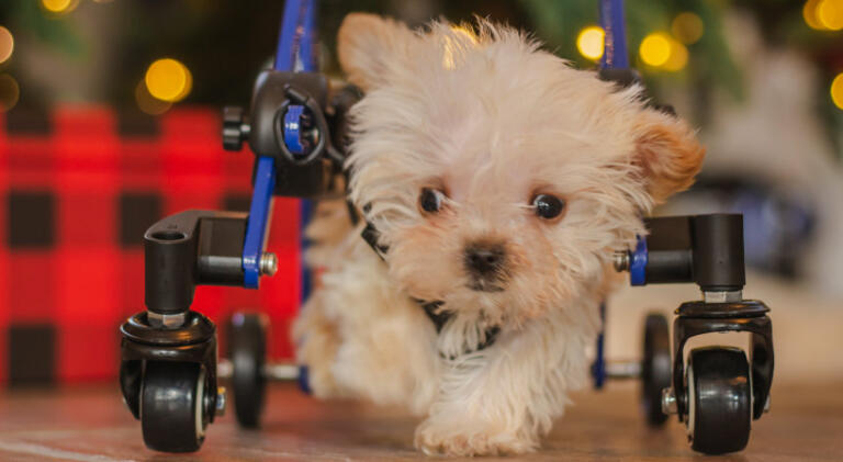 Toby, a Hydrocephalus puppy learning to walk in dog wheelchair