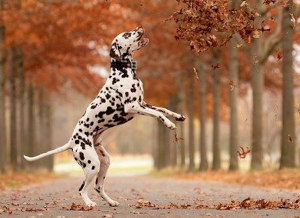 Dalmatians can be trained
