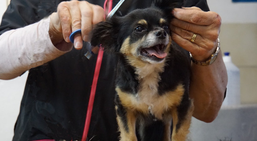 Chihuahua gets a haircut at groomers