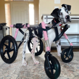 Great Dane full support wheelchair with four wheels