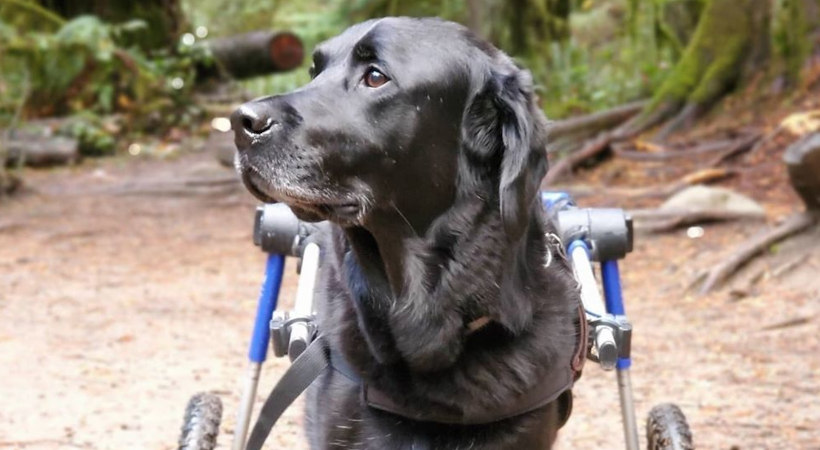 Amy, a Labrador with health issues requiring a Walkin' Pets wheelchair for her daily wooded hikes