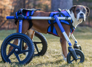 Support harness for quad dog wheelchair