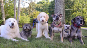 Grouping of a variety of dogs. Different breeds.
