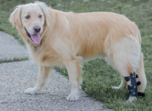 Brady, a Golden Retriever in a Walkin' Pets splint for a injured hind leg