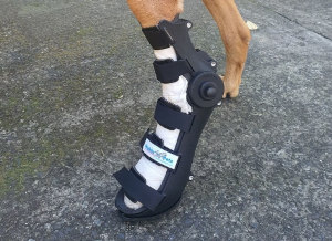 Brutus is in a Walkin' Pets adjustable splint for a dogs rear leg