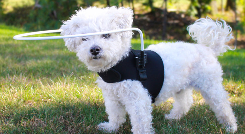 Small dog with vision loss uses Walkin' Pets Halo. A Healing Aids product