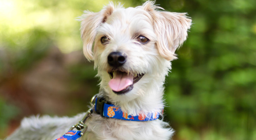 4 Things to Consider When Choosing a Dog Collar - Walkin' Pets Blog