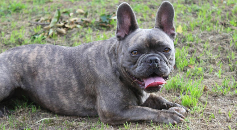 Caring for an aging French Bulldog