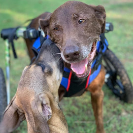 Disabled Labrador Retriever plays with dog friend