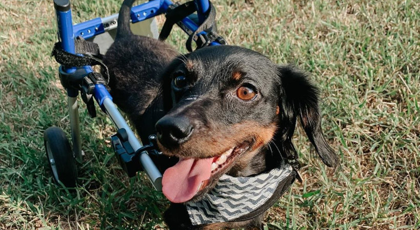 Little Moe is a dachshund with weak back legs from Cushing's disease playing in his wheelchair from Walkin' Pets