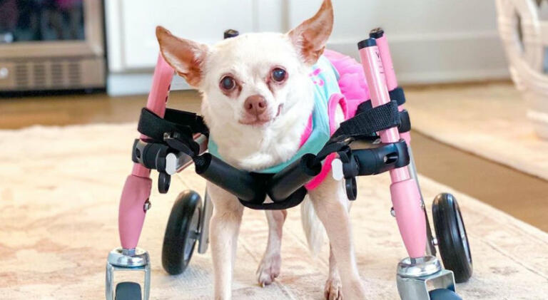 Lulu from Pretty Kennels in her pink Walkin' Pets 4-wheel support wheelchair