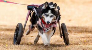 Maya is a paralyzed Husky in our Walkin' Wheels wheelchair