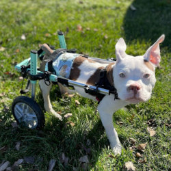 Jack, a paralyzed puppy using his Walkin' Pets wheelchair for incontinence assistance