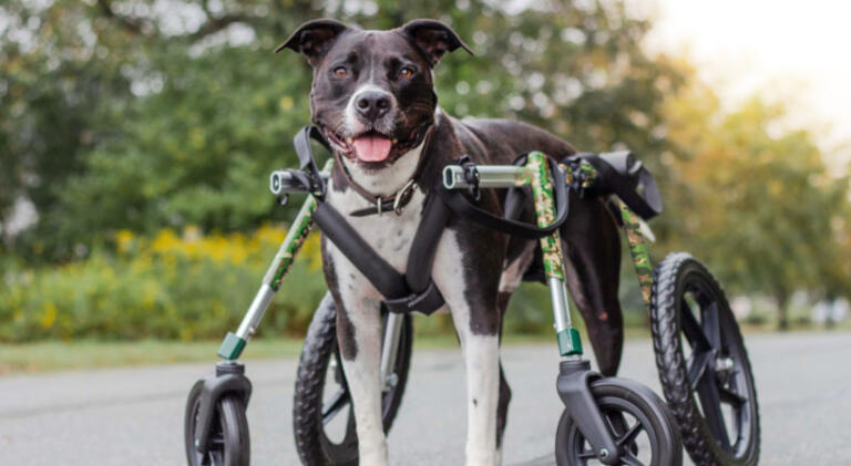 Loki is a Pitty modeling our Walkin' Wheels quad wheelchair