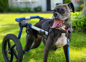 dog wheelchair for Boxer