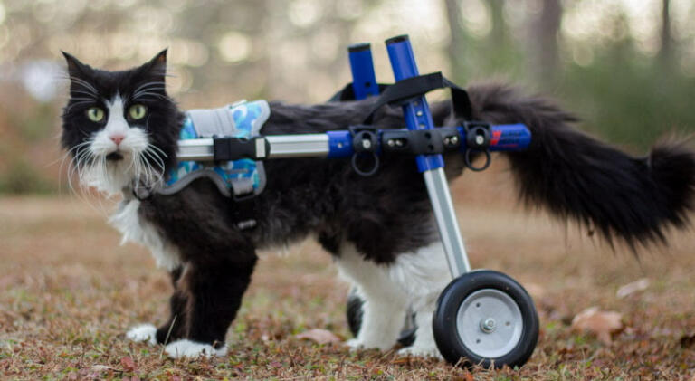 Tux the cat in our front harness and our Walkin' Wheels cat wheelchair