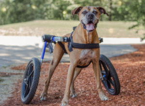 Walkin' Wheels dog wheelchair for Boxer