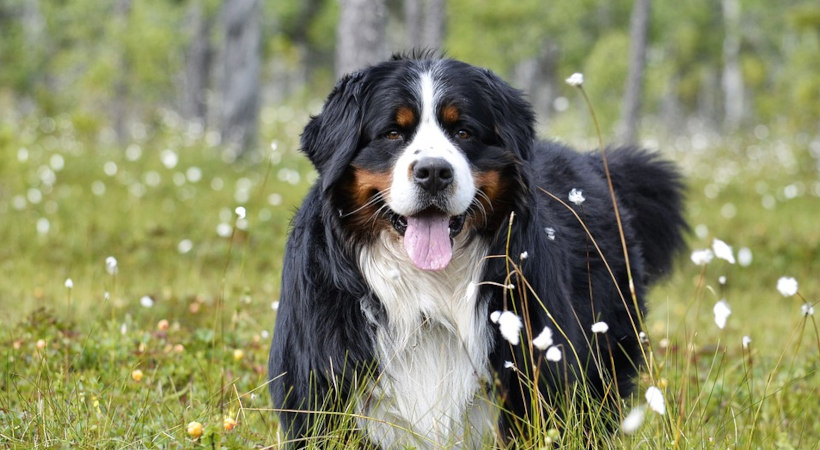 Bernese Mountain Dog romping through wildflower field