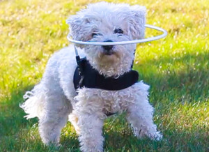 A small dog with vision loss using our Walkin' Pets Halo. A Healing Aids product