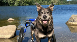 Disabled dog plays in the water in their Walkin' Wheels dog wheelchair