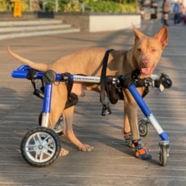 Paralyzed by distemper, this wheeling dog loves life in his dog wheelchair