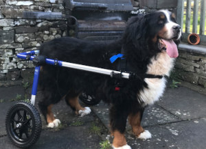 Dog wheelchair for large Bernese Mountain Dog