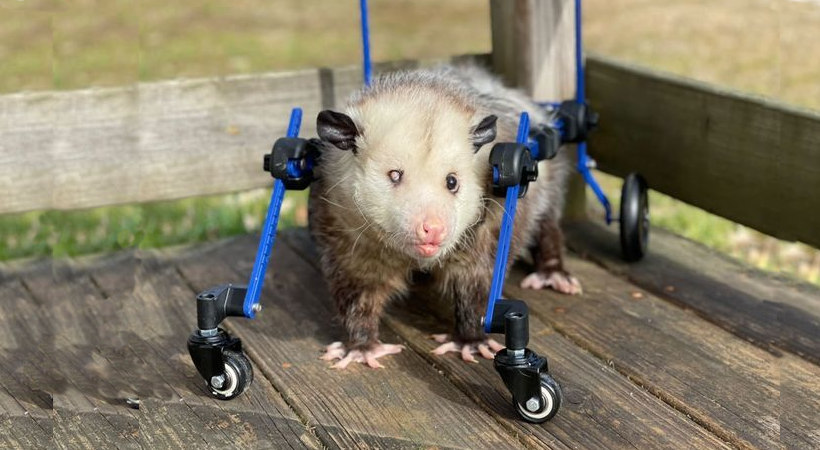 Disabled opossum walks again in new opossum wheelchair