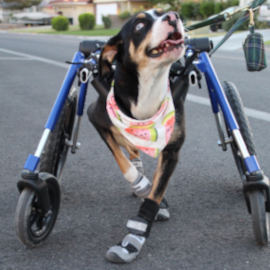 Distemper survivor walks in new wheelchair