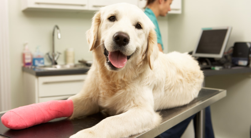 Young golden retriever with a bandaged front leg on vet's exam table