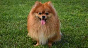 Image of young Pomeranian