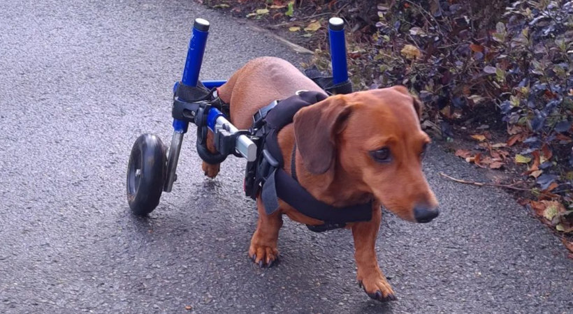 paralyzed dachshund with IVDD uses wheelchair to walk again