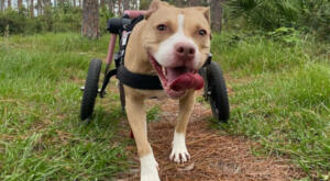 Waimea (Pitbull) on her trail hike in a Walkin’ Wheels Med/Large Dog Wheelchair in Pink with Air Wheels