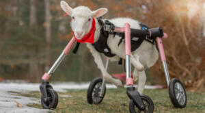 Disabled sheep mobile thanks to Walkin' Wheels full support wheelchair