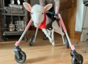 Disabled lamb tries out new wheelchair