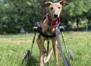 Disabled greyhound in a wheelchair walking in his yard